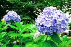 ジャンボ紫陽花