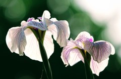 菖蒲④