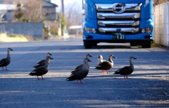 道路占拠