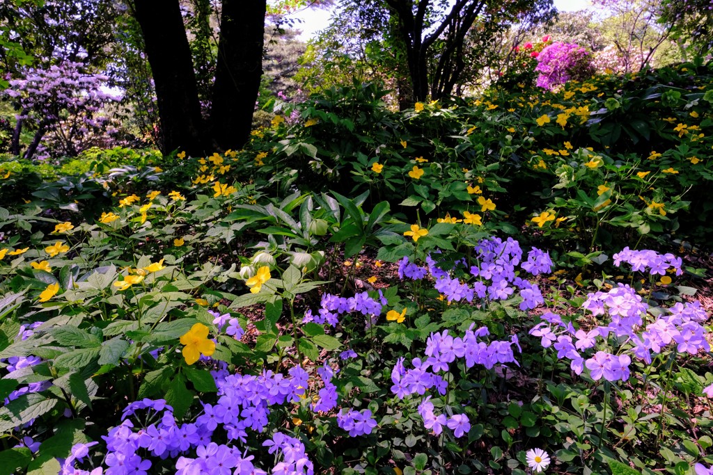 赤城自然園　寸景②