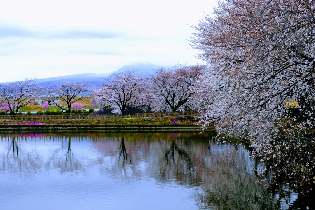 雨天の桜②