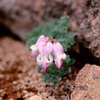烏帽子岳登山道にて①