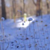 赤城自然園の雪景色⑥
