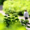 紫陽花回廊