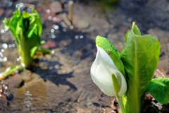 水芭蕉③