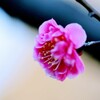 紅梅