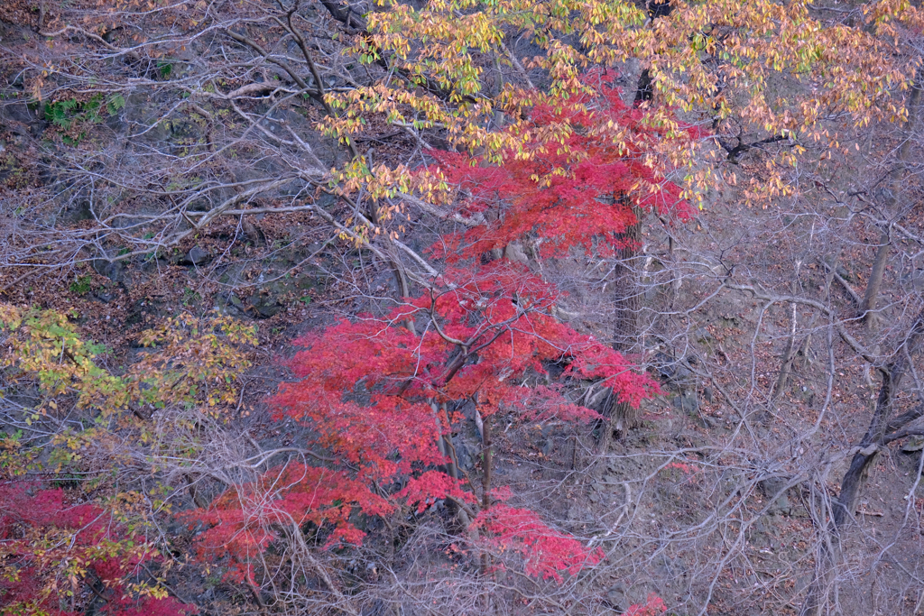 残紅葉③