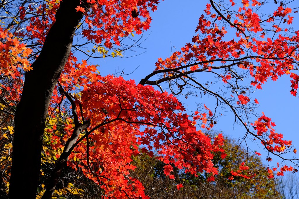 青空に萌える