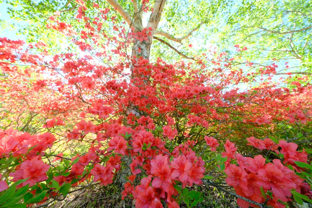赤城山のツツジ⑥