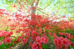 赤城山のツツジ⑥