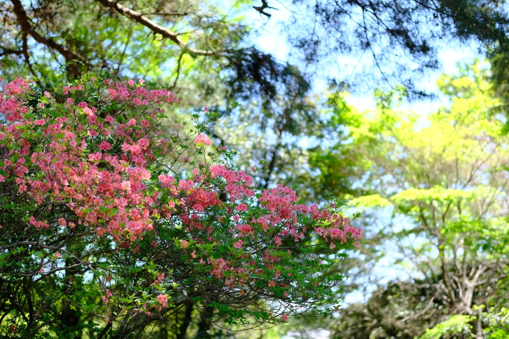 ツツジ③