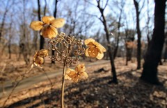 春を待つ赤城自然園④