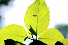 葉陰①