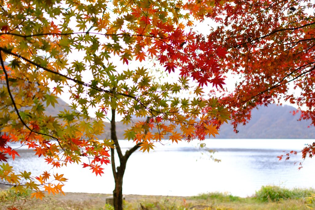 榛名湖紅葉④