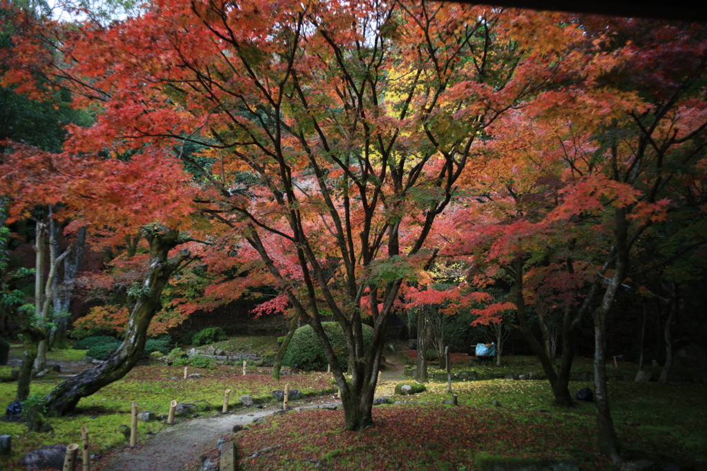 燃える木