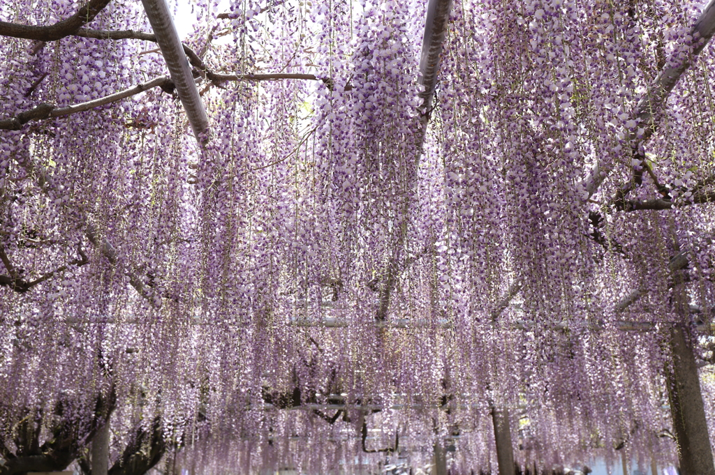 降り注ぐ藤の花