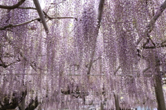 降り注ぐ藤の花