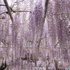 降り注ぐ藤の花