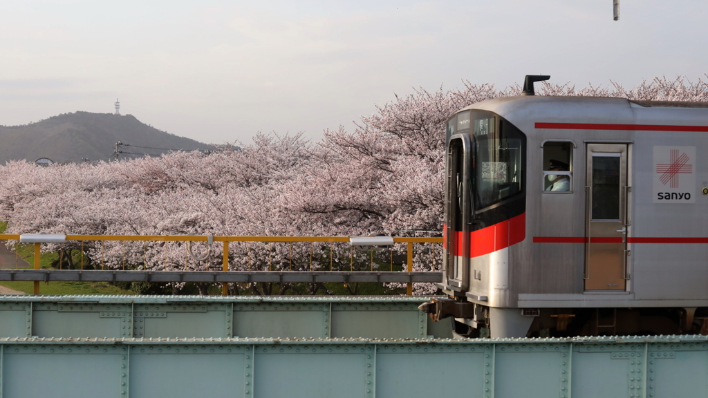 6000系と桜並木