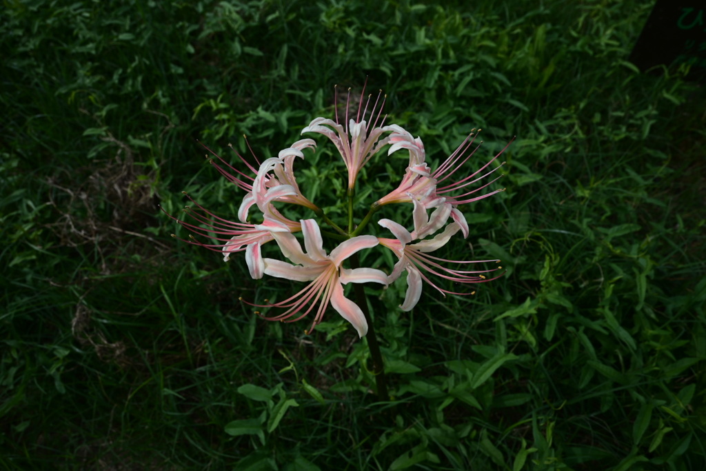 桃色彼岸花