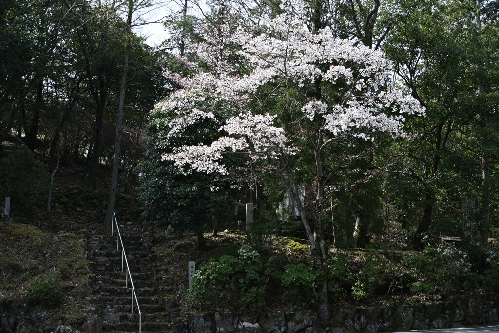 桜のある風景