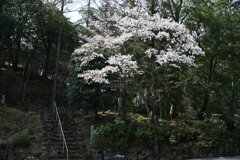 桜のある風景