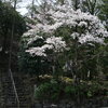 桜のある風景