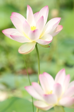 清廉の花