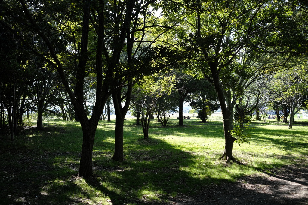 朝の公園