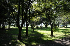 朝の公園