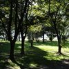 朝の公園