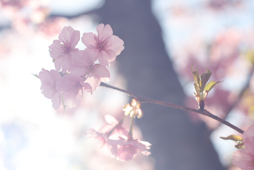 河津桜