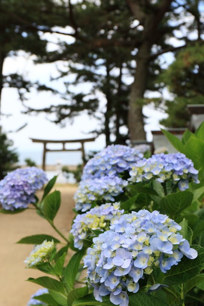 紫陽花と鳥居