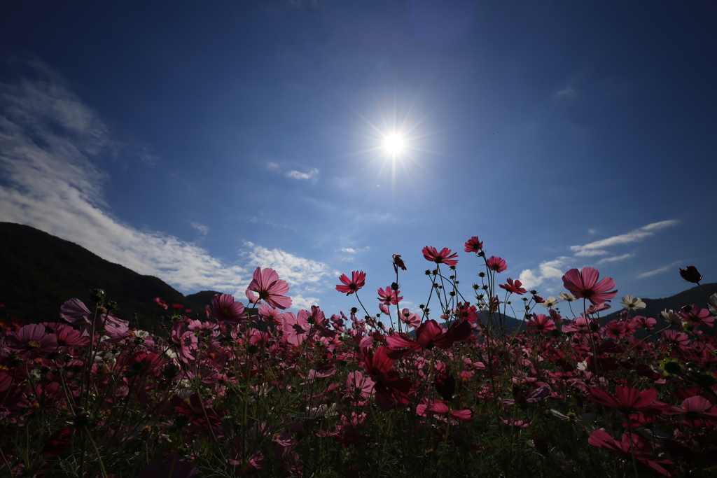 秋桜と太陽と