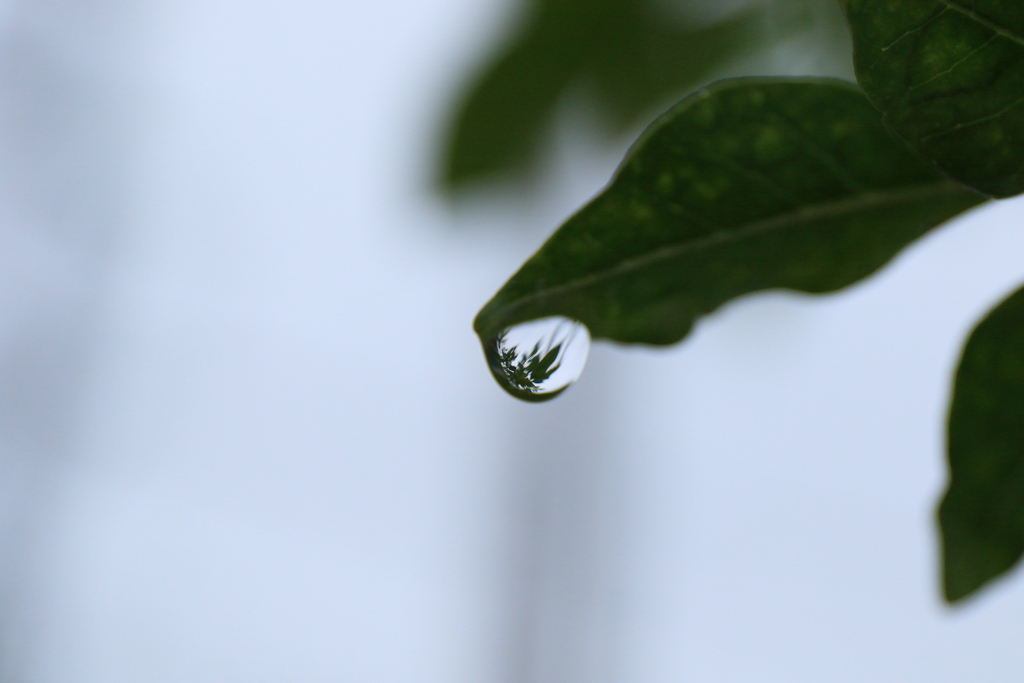 rain drop