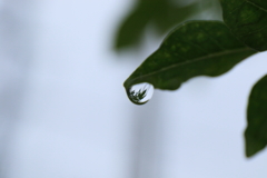 rain drop