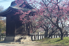 梅と祠