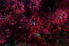 俯瞰で彼岸花