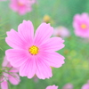 夏咲きコスモス
