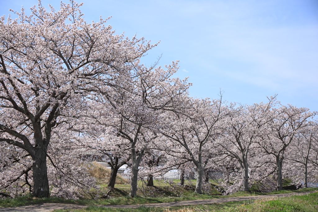 桜並木