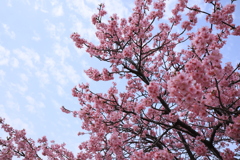 ハルゾラと河津桜