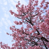 ハルゾラと河津桜