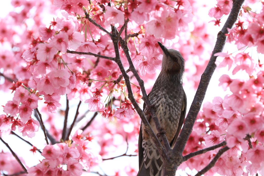桜とヒヨドリ