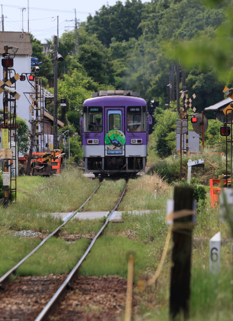 夏限定「かぶと虫列車」