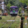 夏限定「かぶと虫列車」