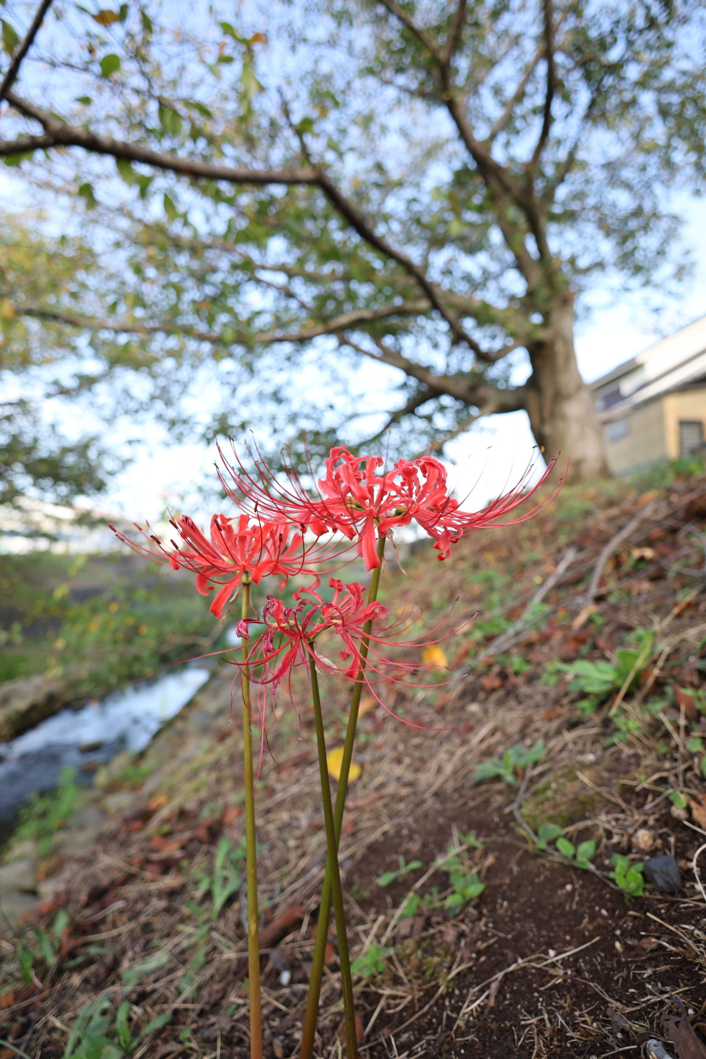 川沿いに彼岸花