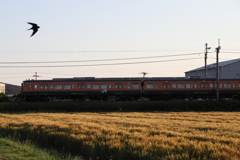つばめと電車