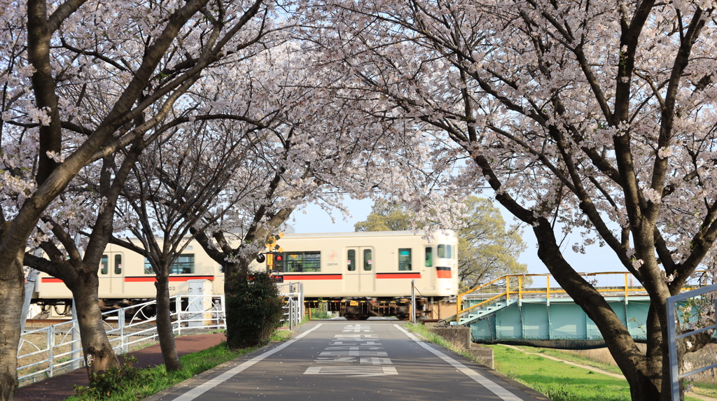 桜を駆け抜ける3000系