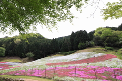 青紅葉と芝桜