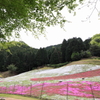 青紅葉と芝桜